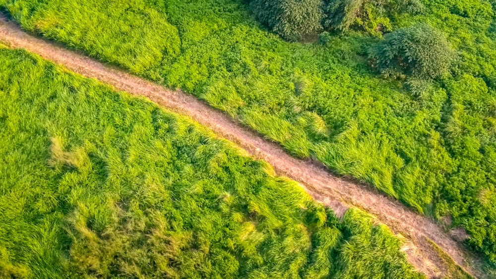 a dirt road in the middle of a lush green field