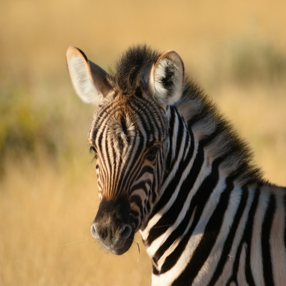 a close up of a zebra in a field