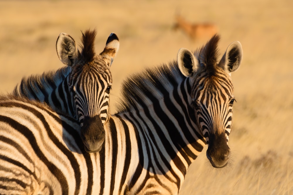 a couple of zebra standing next to each other