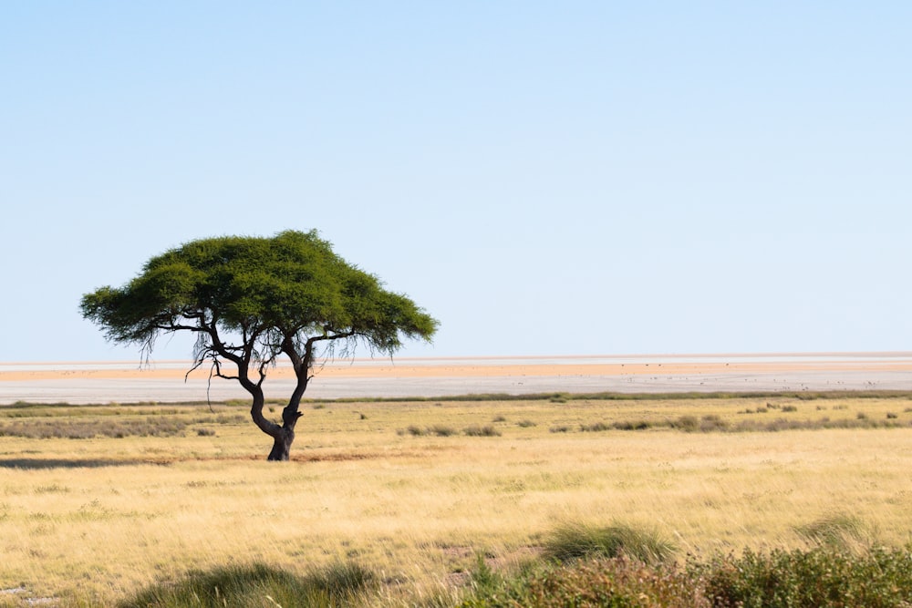 a lone tree in the middle of a field