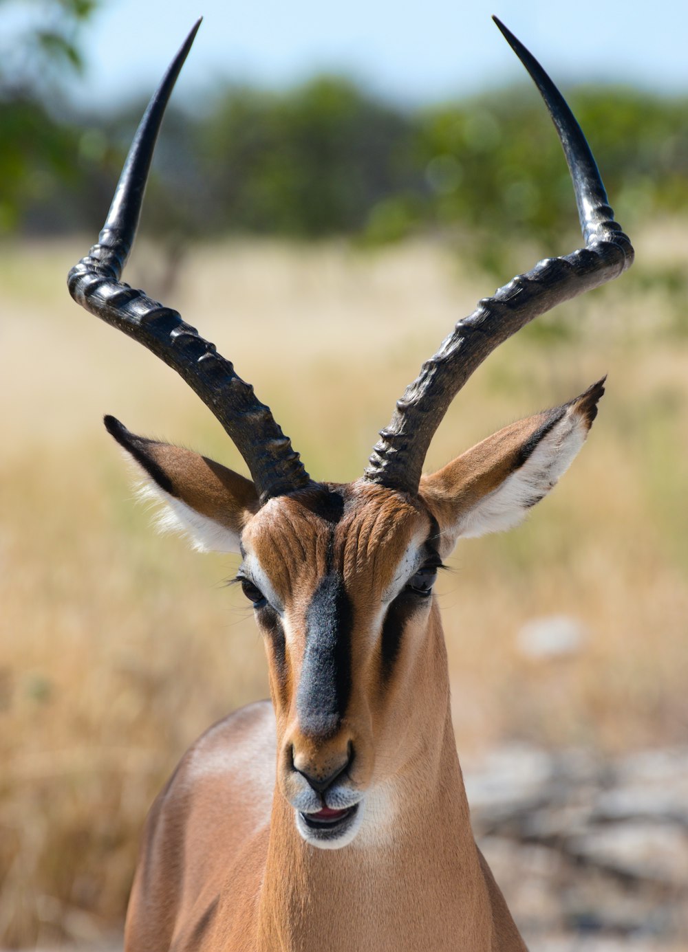 a gazelle with very long horns standing in a field