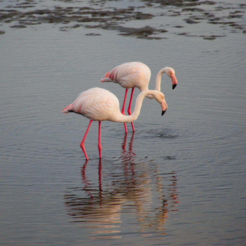 two flamingos are standing in the shallow water