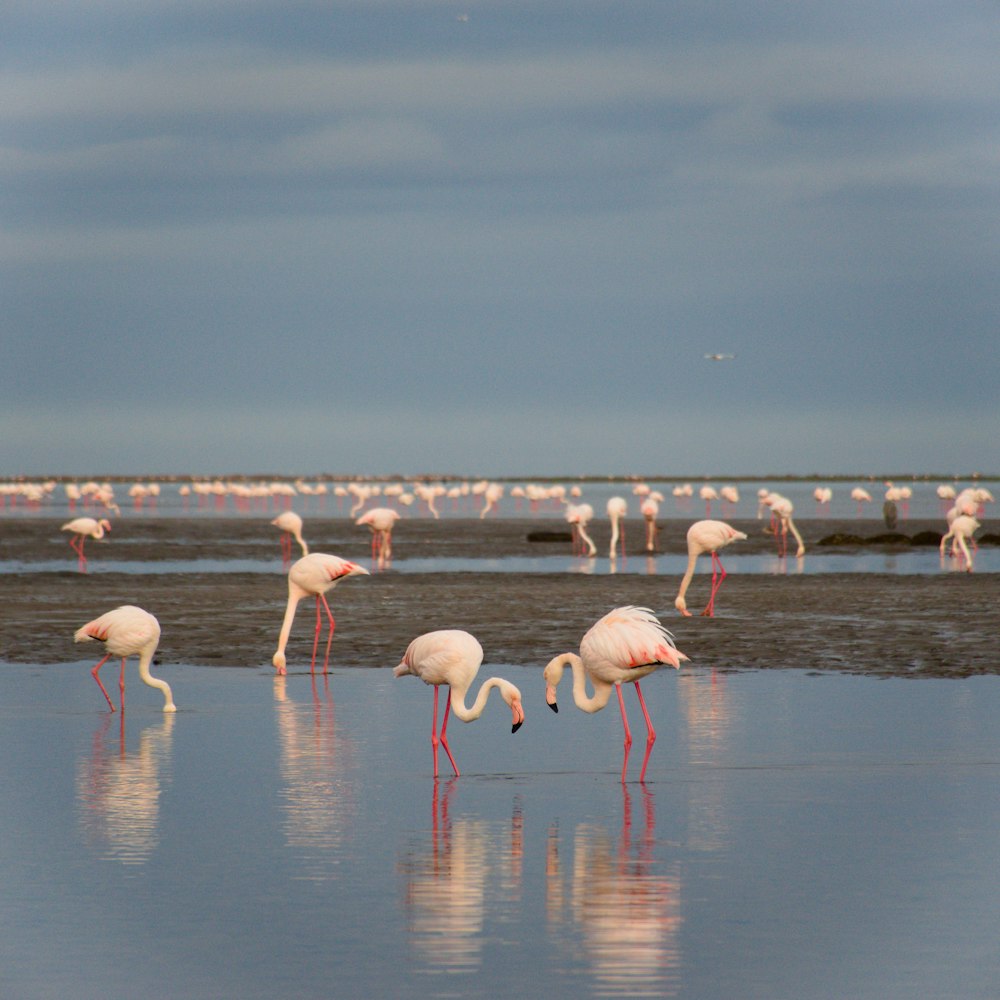 a flock of flamingos standing on top of a beach