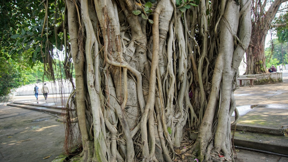 a very large tree with very long roots