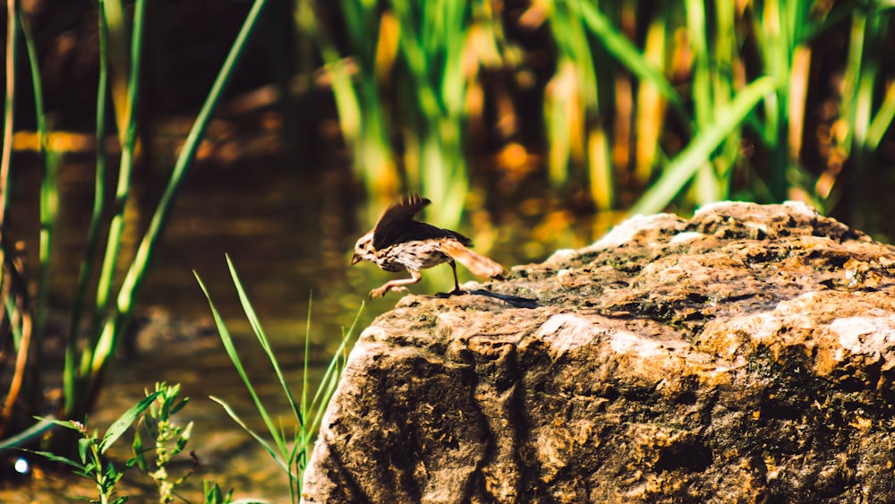 a small bird standing on top of a large rock