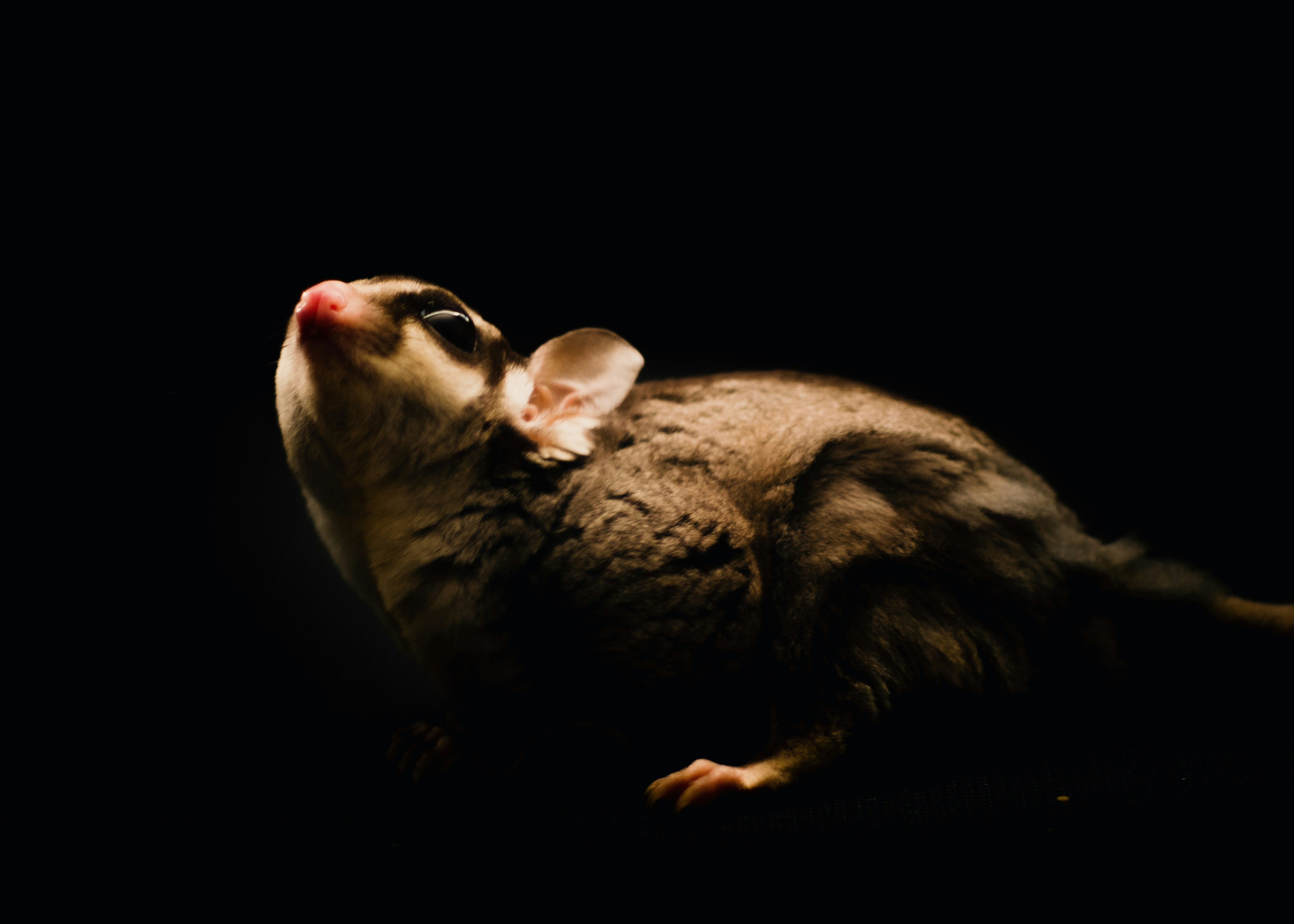 Sugar Glider: Το Ιπτάμενο Ζωάκι που Κερδίζει Καρδιές