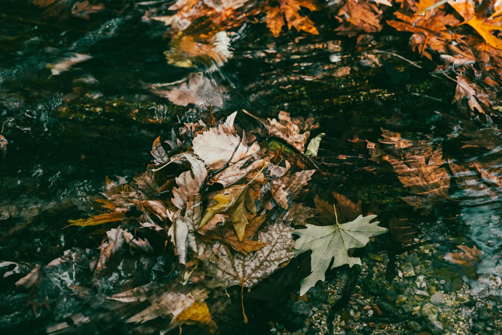 a leaf floating on top of a body of water