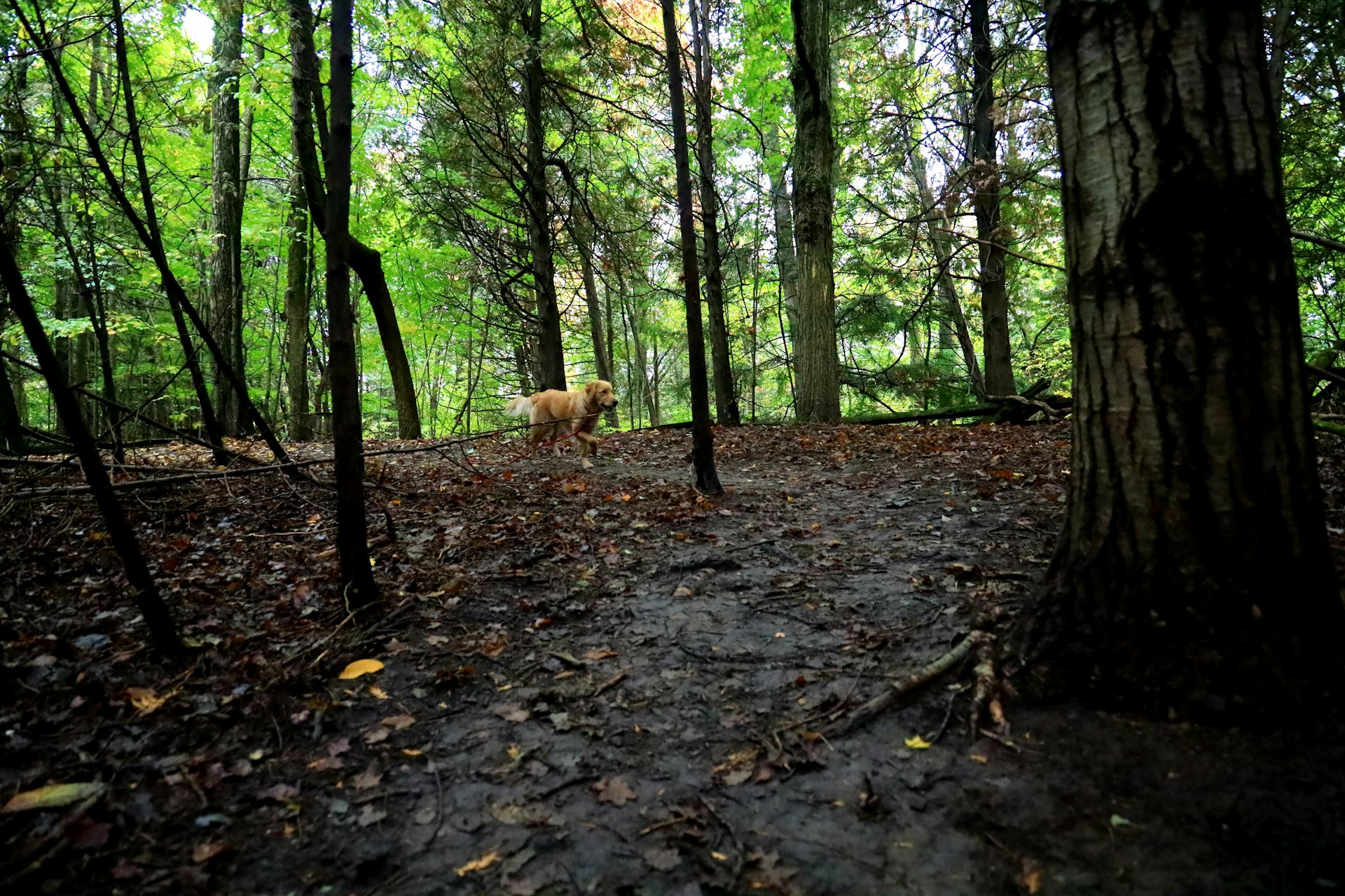woman wearing yellow long-sleeved dress under white clouds and blue sky during daytime