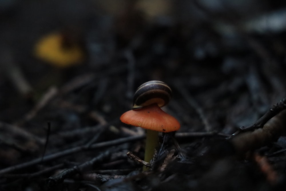 a small orange mushroom sitting on the ground