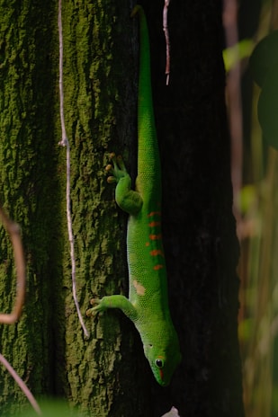 A vibrant green gecko with red markings along its back is clinging to the side of a textured, moss-covered tree trunk. The gecko's eyes appear large and attentive. The background is composed of soft-focus dark green foliage, contributing to a lush, jungle-like atmosphere.