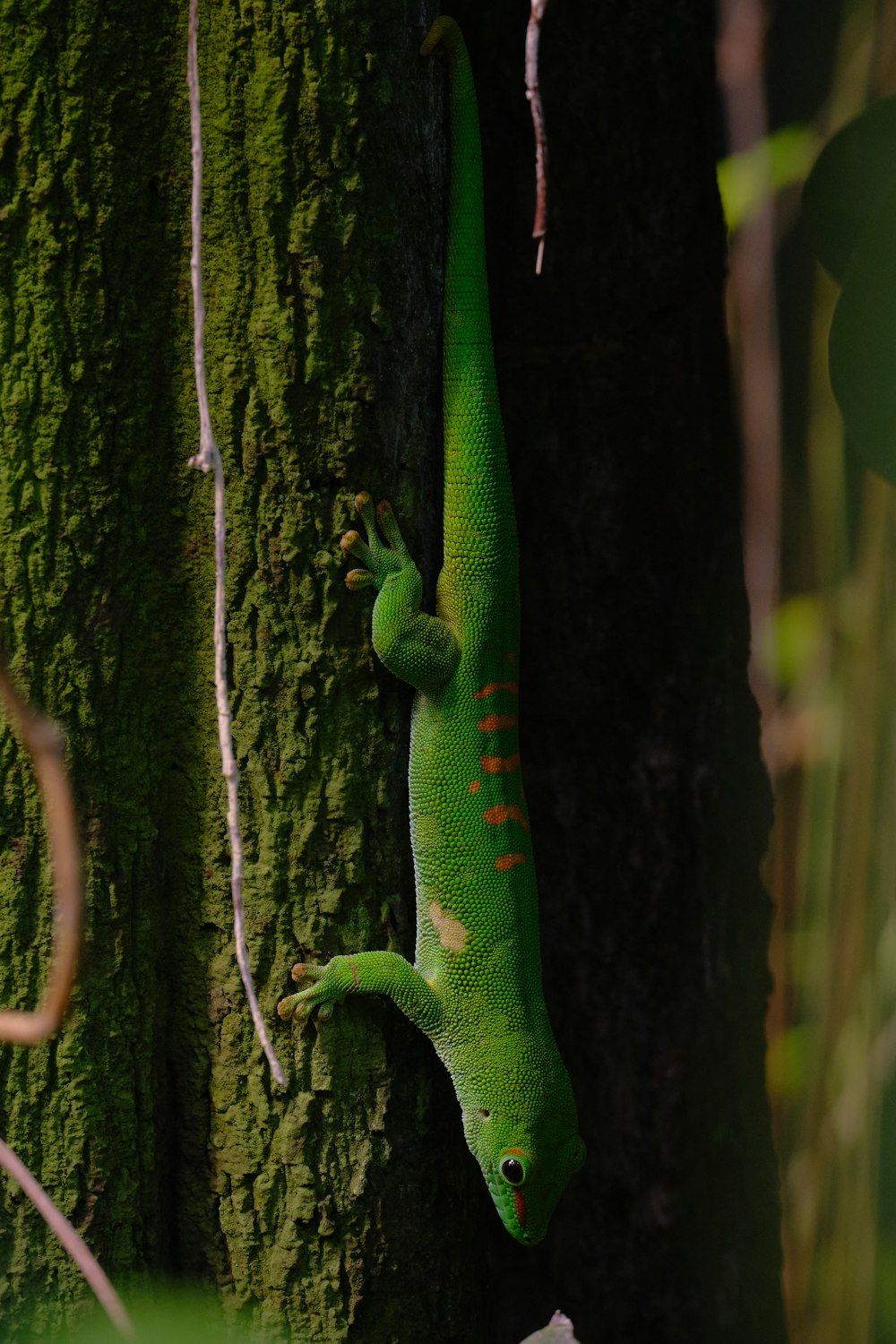 a green lizard is climbing up a tree