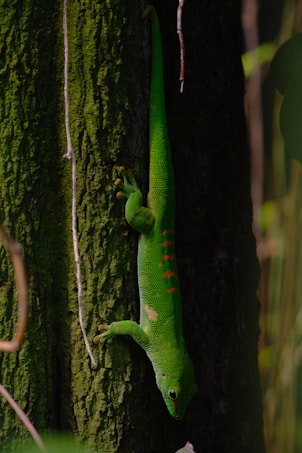 A vibrant green gecko with red markings along its back is clinging to the side of a textured, moss-covered tree trunk. The gecko's eyes appear large and attentive. The background is composed of soft-focus dark green foliage, contributing to a lush, jungle-like atmosphere.