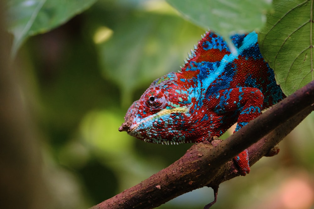 a red and blue chamelon sitting on a branch