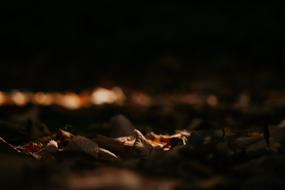 a blurry photo of leaves on the ground