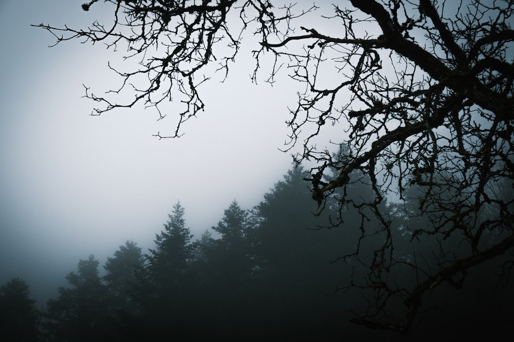 a foggy forest filled with lots of trees