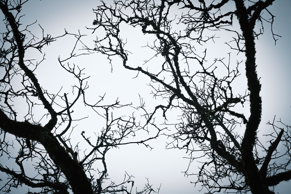 uma foto em preto e branco de uma árvore sem folhas