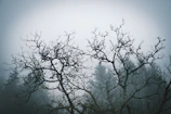 Dark, twisted branches framing a foggy path leading into an unknown night.