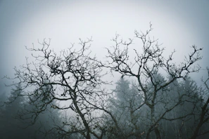 Dark, twisted branches framing a foggy path leading into an unknown night.