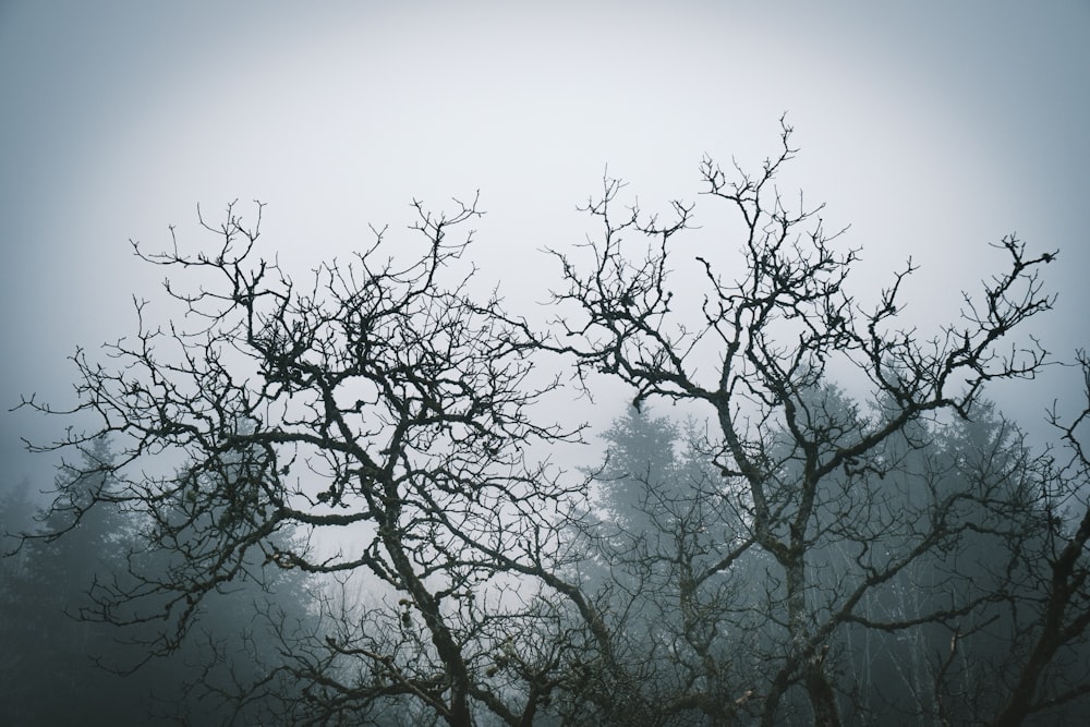 a group of bare trees in a foggy forest