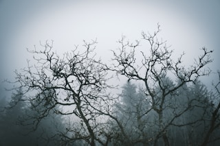 a group of bare trees in a foggy forest