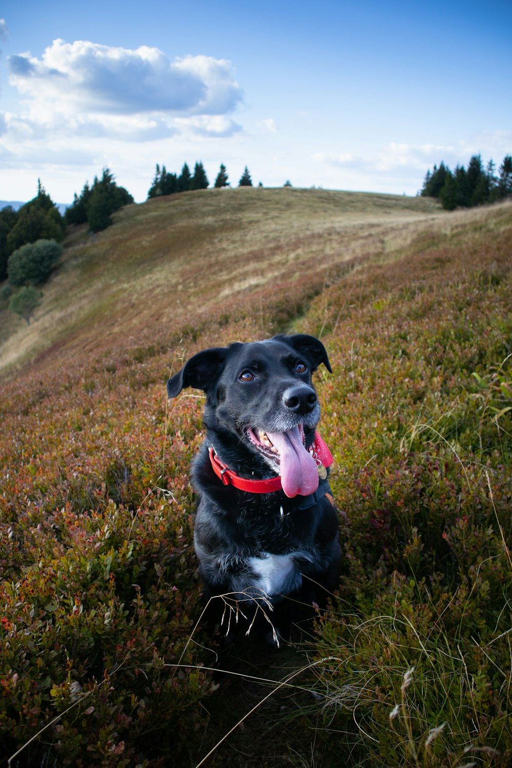 Ein schwarzer Hund, der mit heraushängender Zunge auf einem Feld sitzt