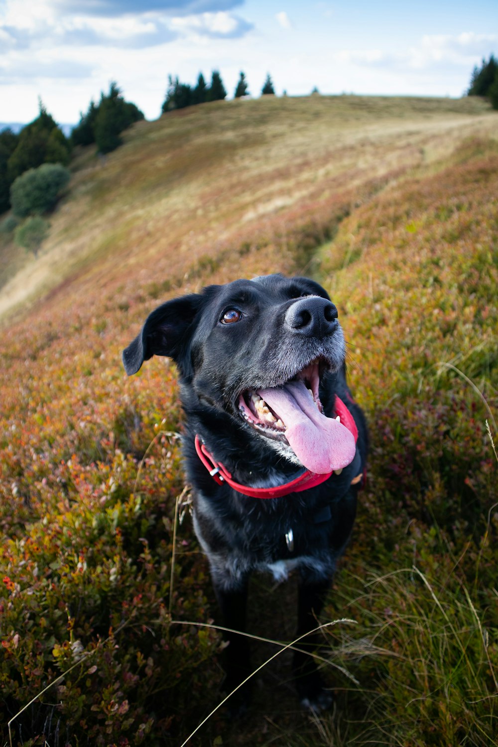 Ein schwarzer Hund steht auf einem üppigen grünen Hügel