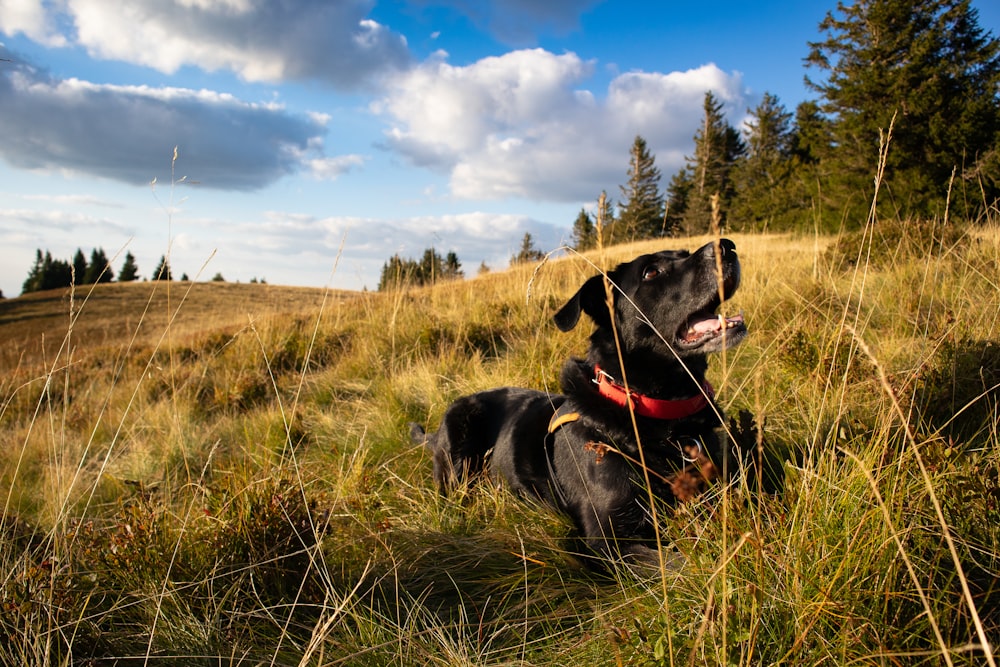 a black dog sitting in a grassy field