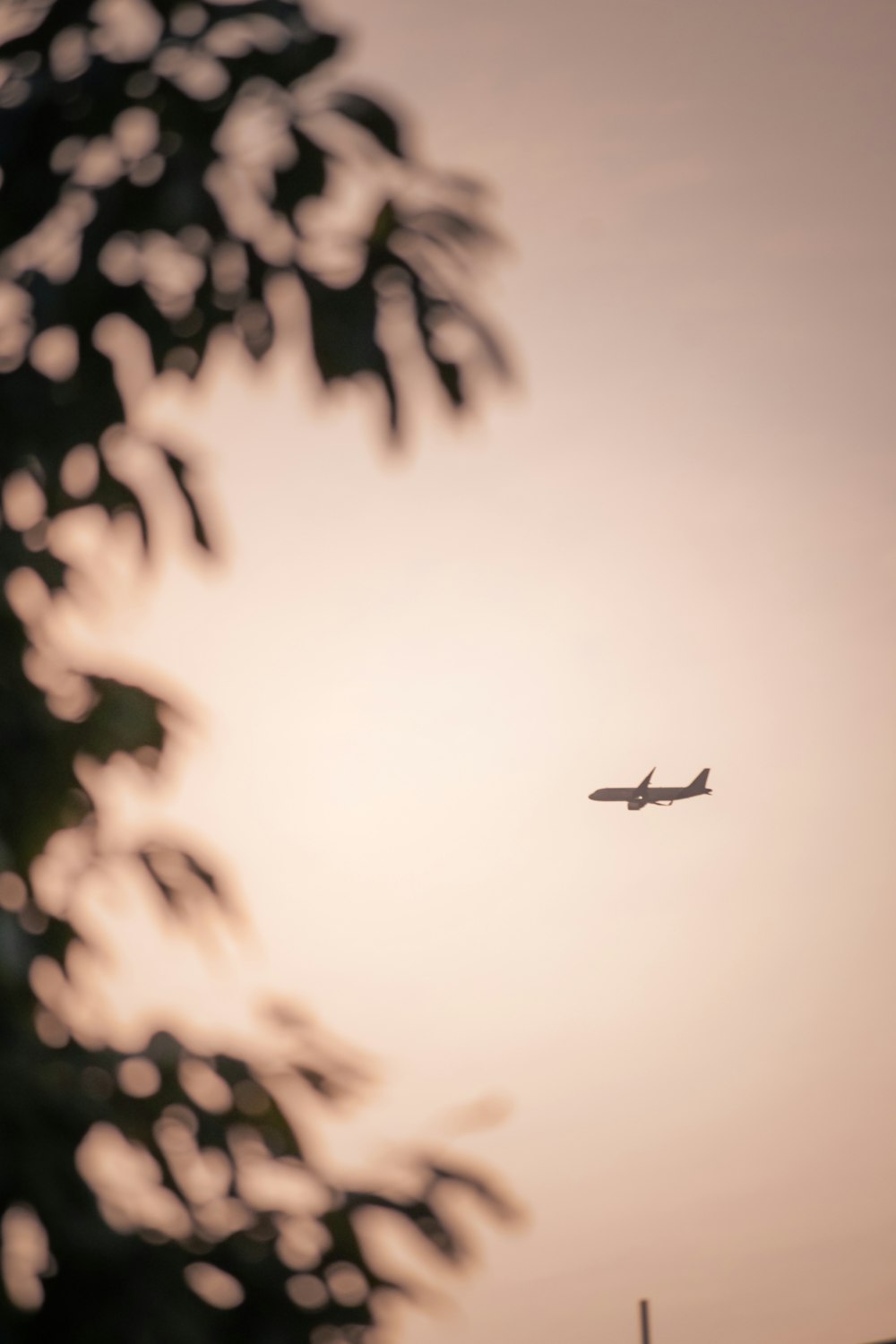 a plane flying in the sky with a tree in the foreground