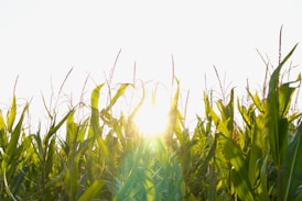 the sun shining through the leaves of a corn field