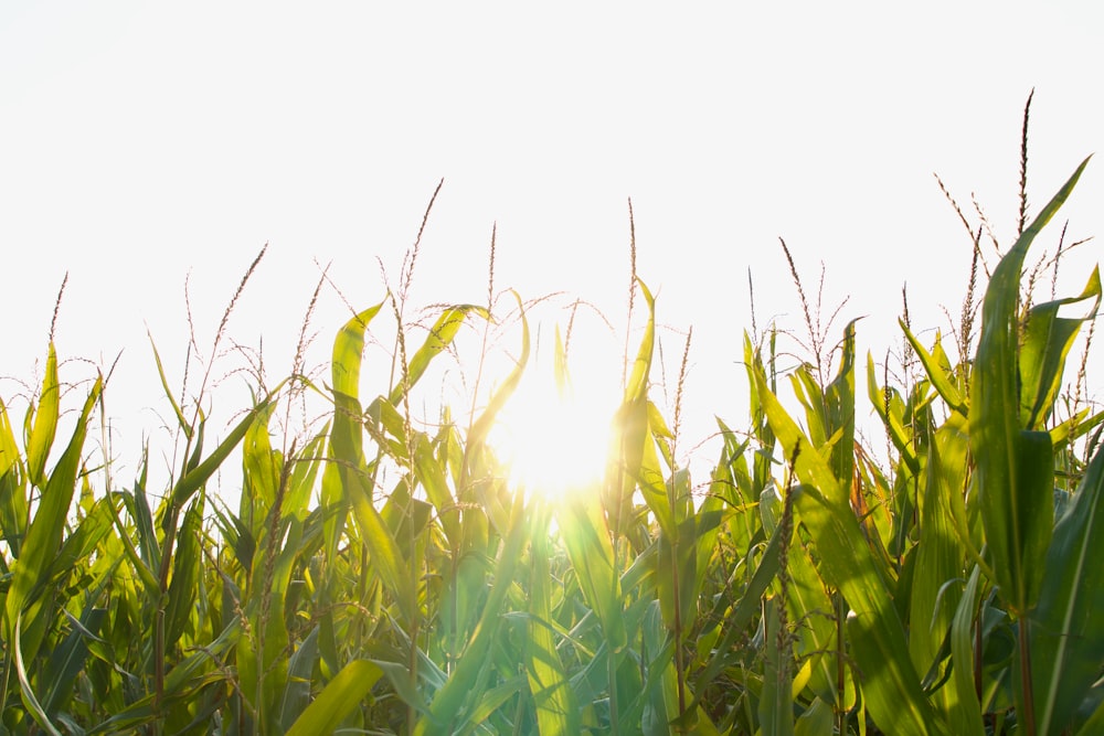 the sun shining through the leaves of a corn field