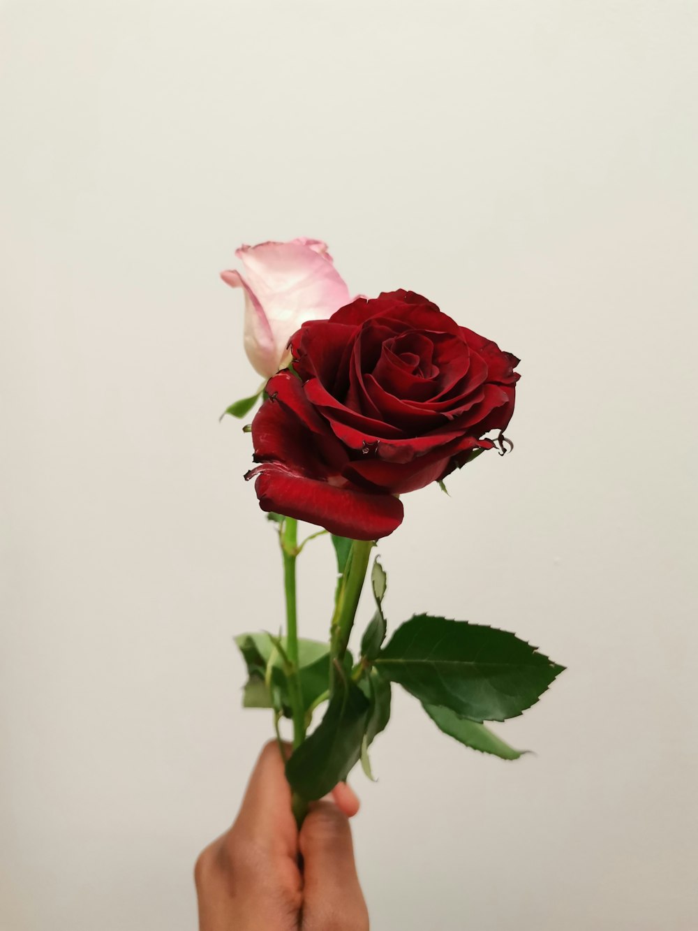 a person holding a single rose in their hand