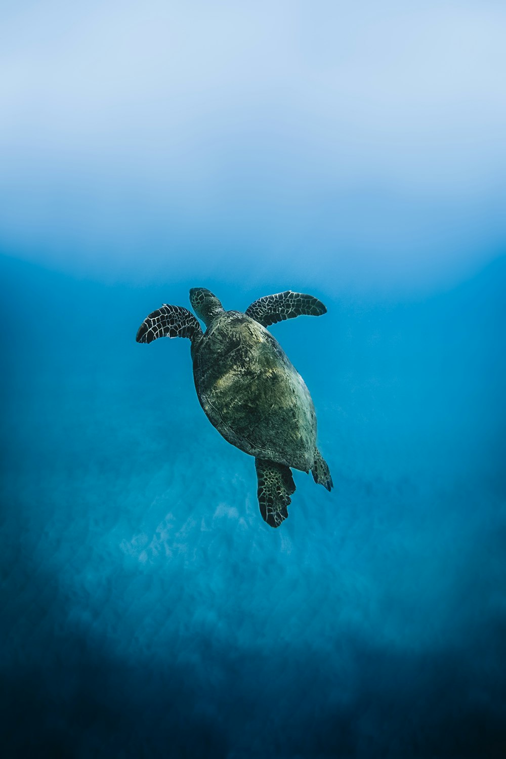 a green turtle swimming in the ocean