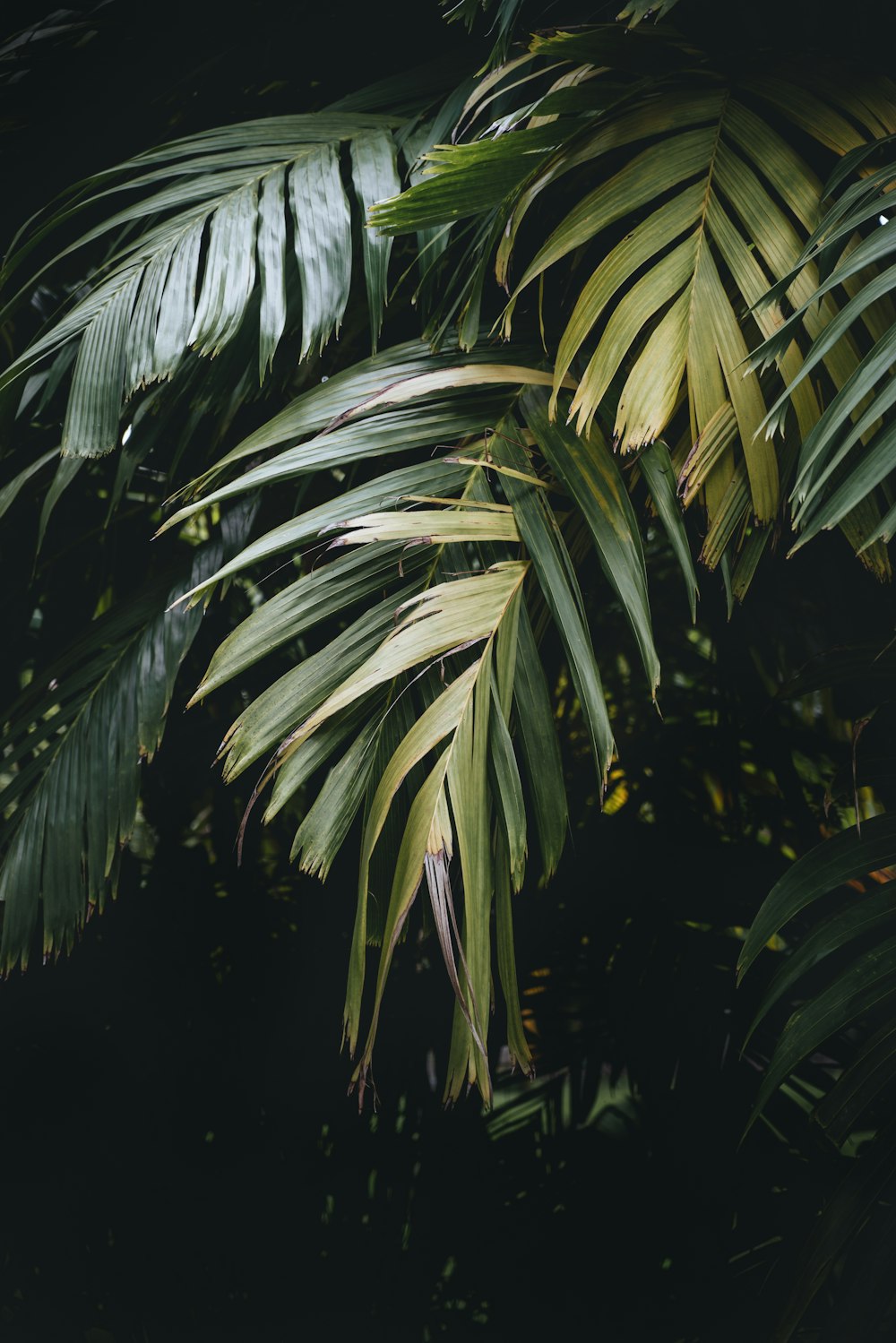 a close up of a palm tree with lots of leaves