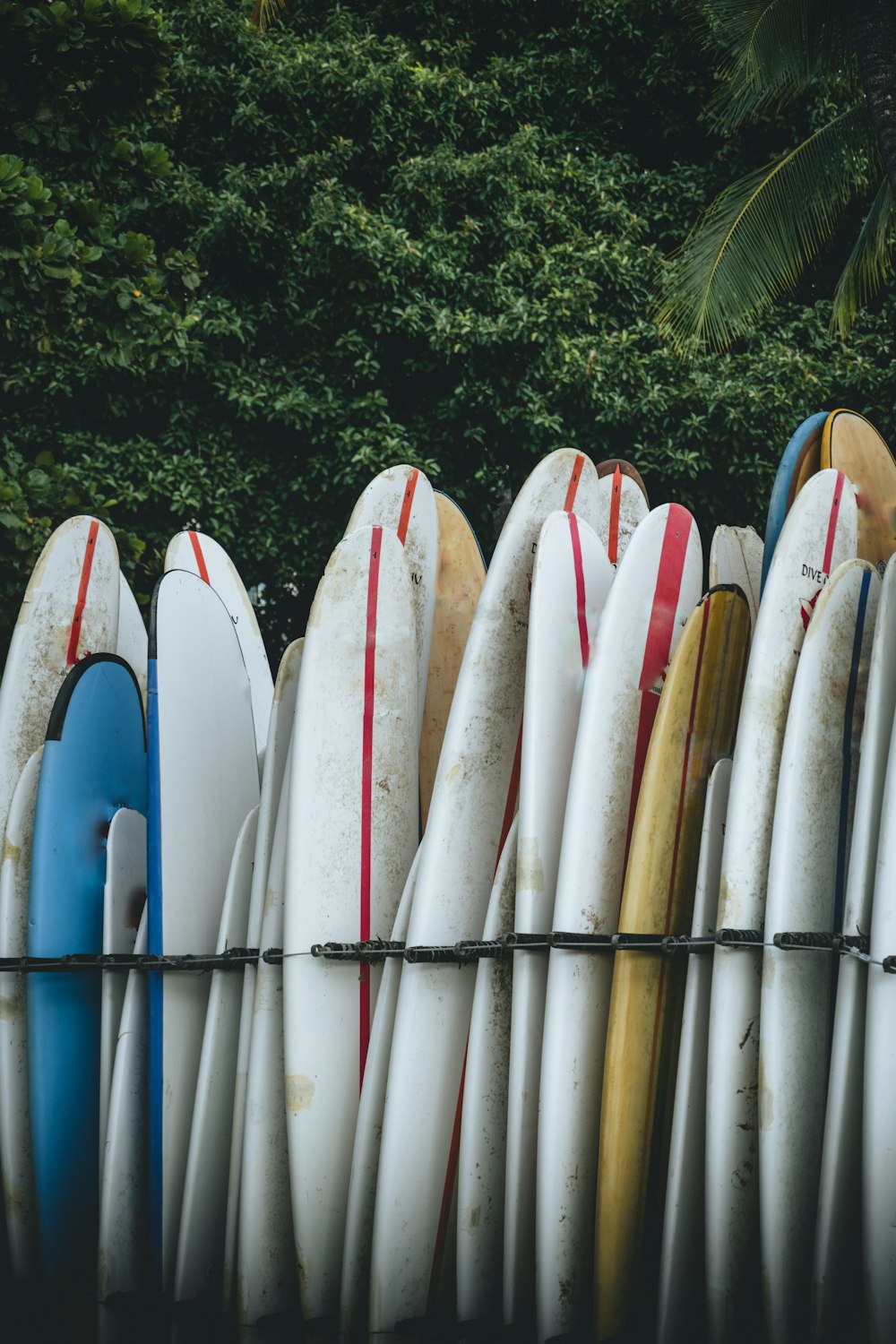 a row of surfboards sitting next to each other