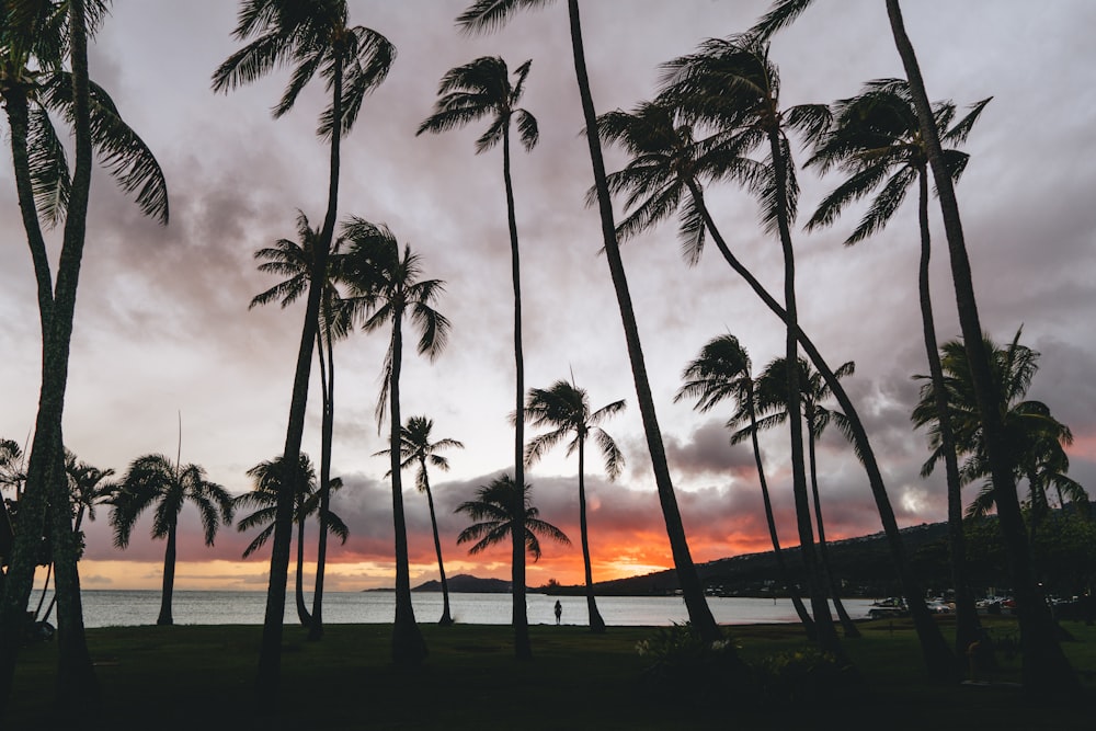 a group of palm trees with a sunset in the background