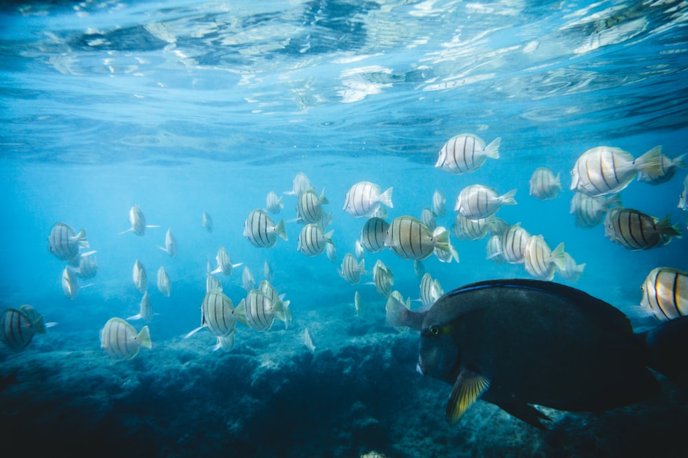 a large group of fish swimming in the ocean