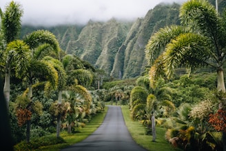 a road surrounded by palm trees and mountains