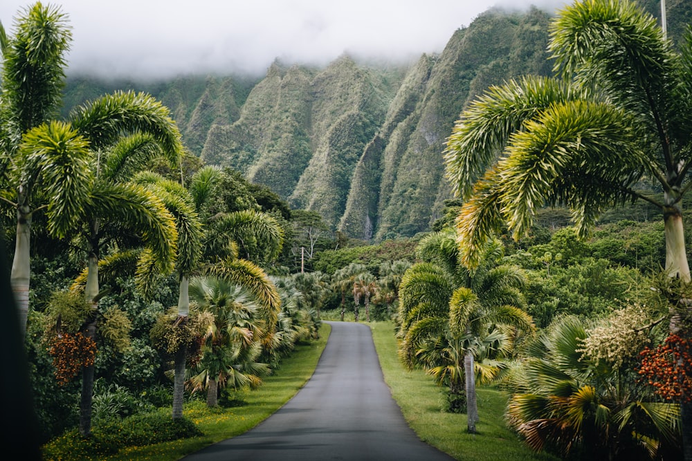 a road surrounded by palm trees and mountains