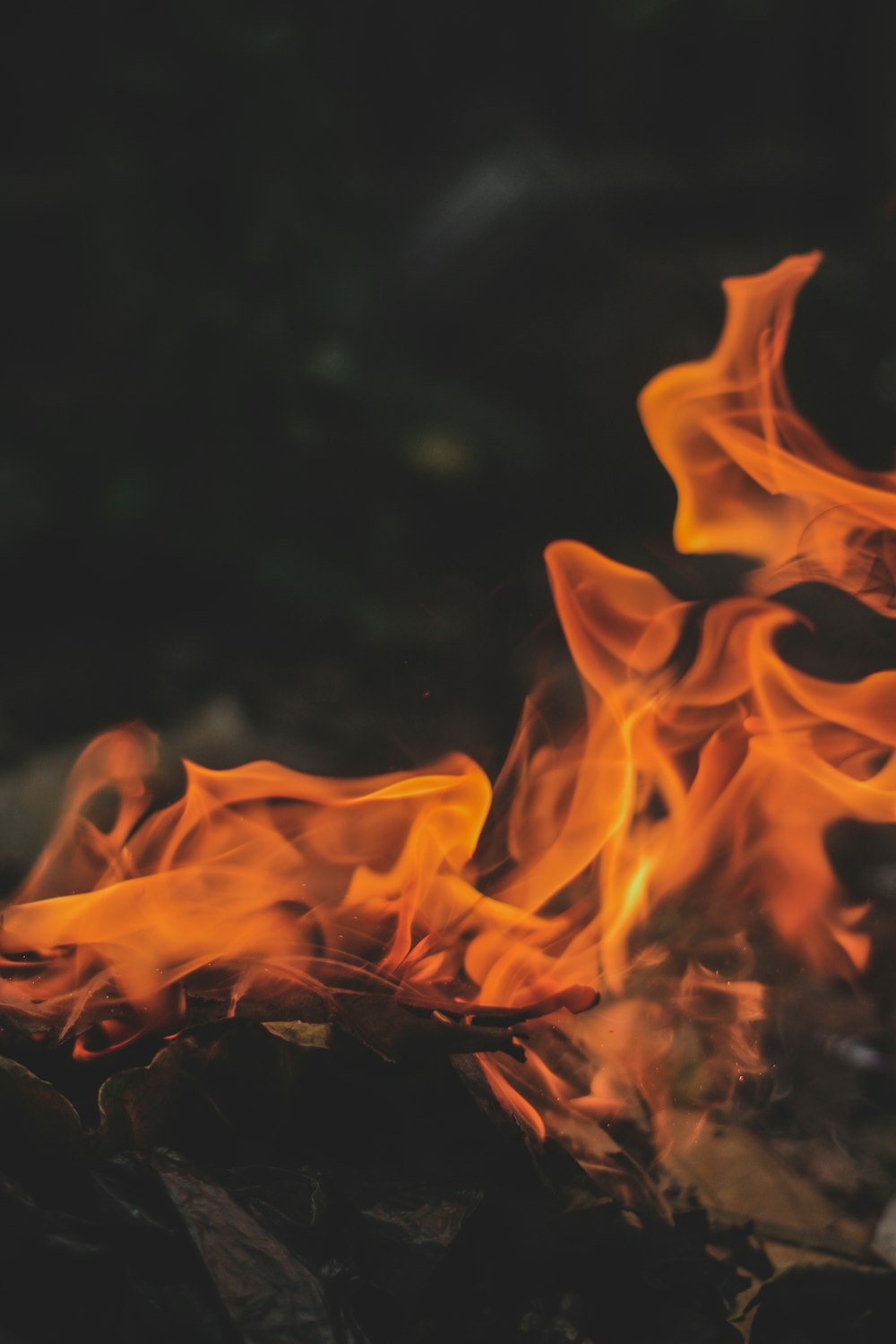 a close up of a fire in a forest