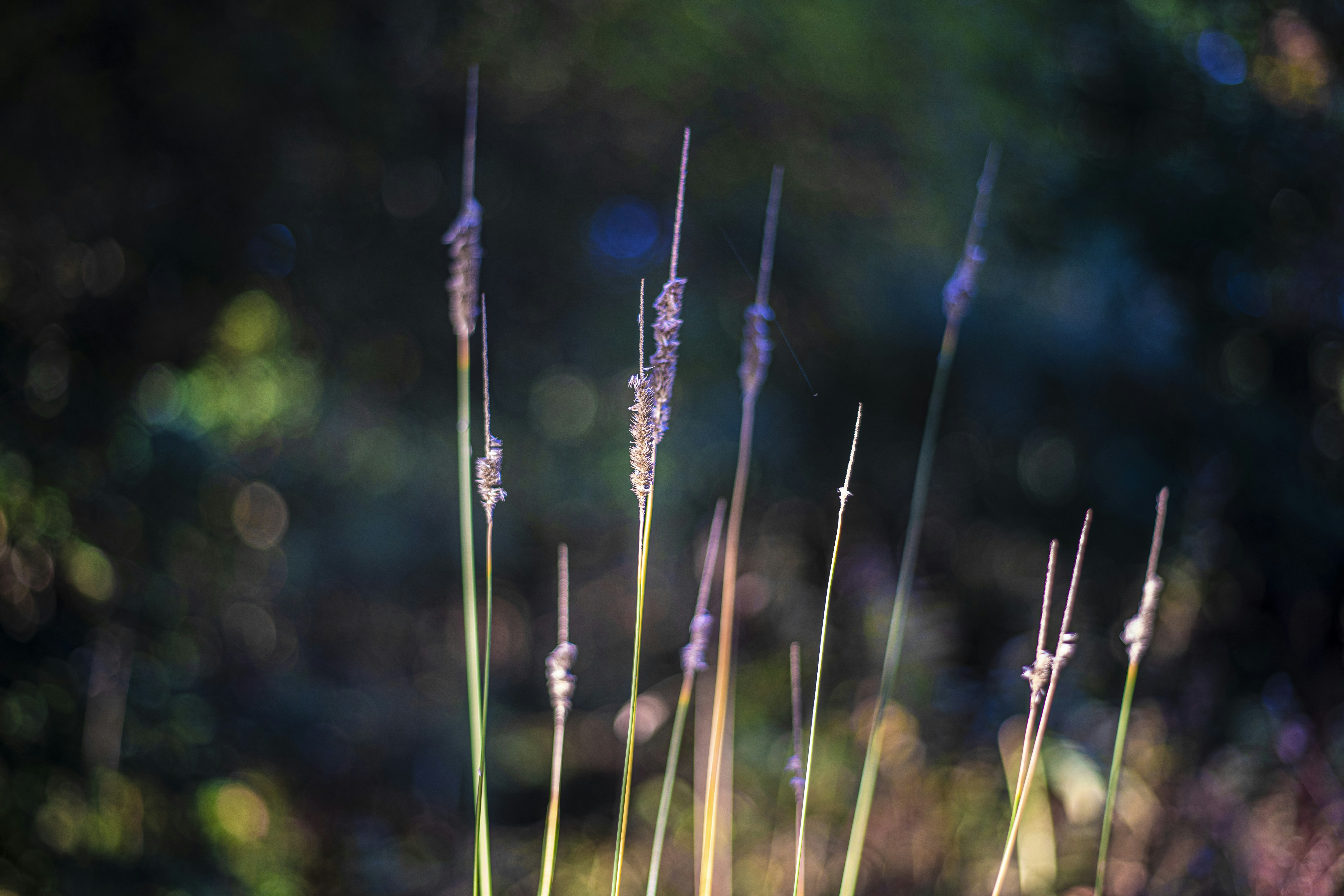 Photo by jcosens