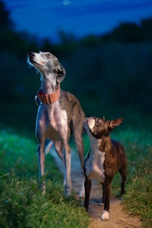 Two dogs are standing on a narrow path surrounded by grass, under a twilight sky. One is a tall, slender greyhound with a brindle coat and red collar, appearing to look upwards with interest. The other is a smaller Boston terrier with a dark coat and white markings, gazing up at the greyhound.
