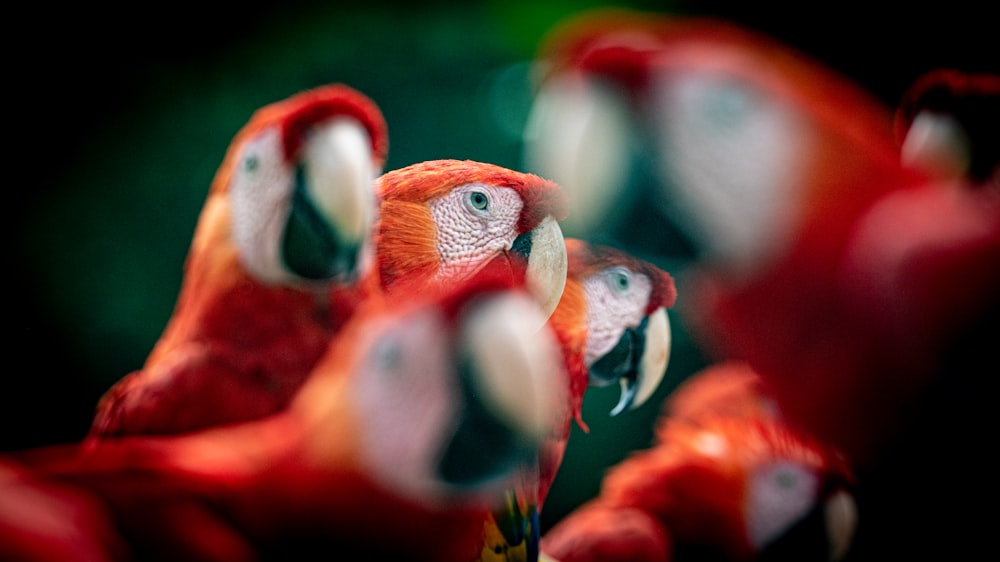a group of red parrots standing next to each other