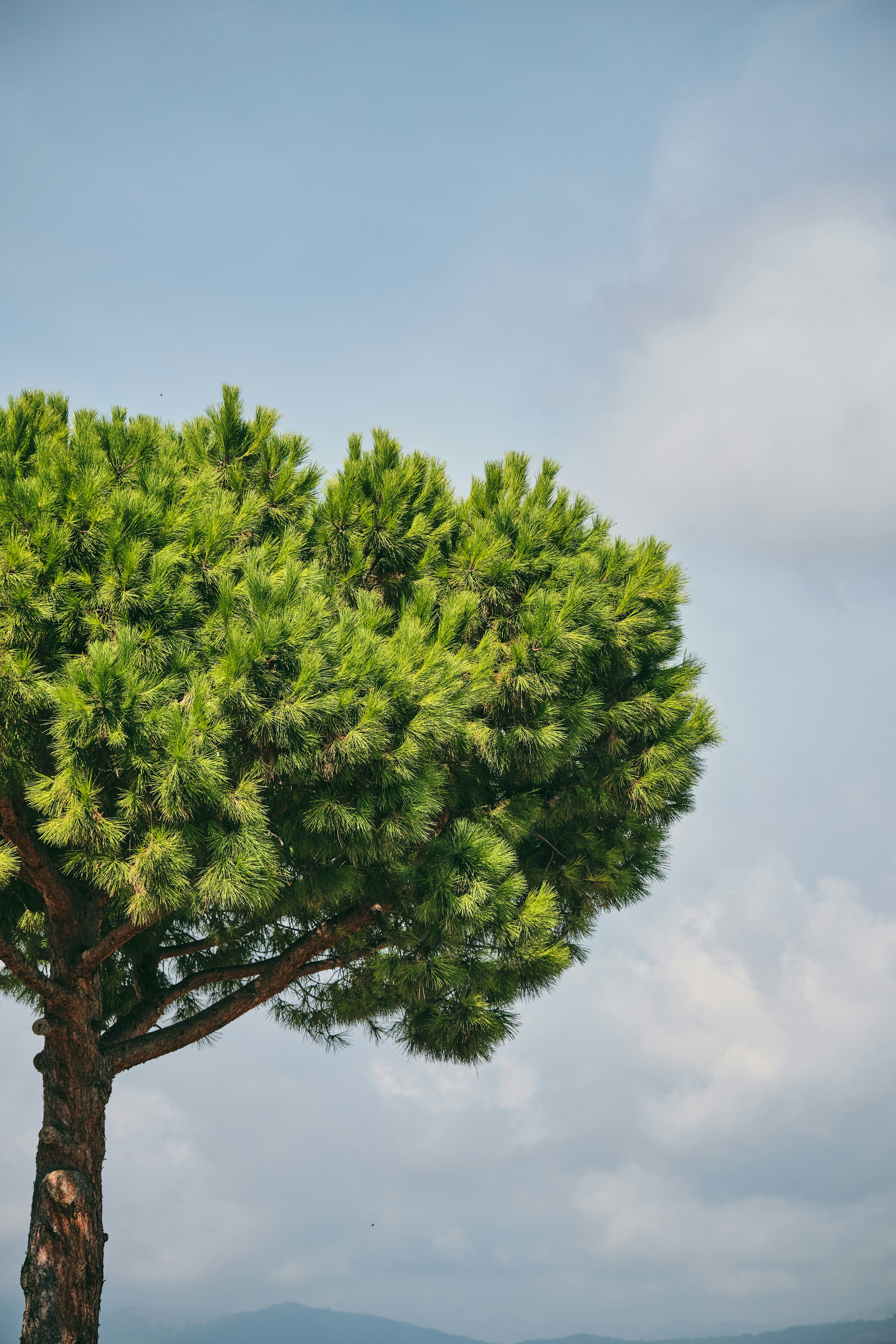 A large pine tree in the middle of a field photo Free Imperia Image