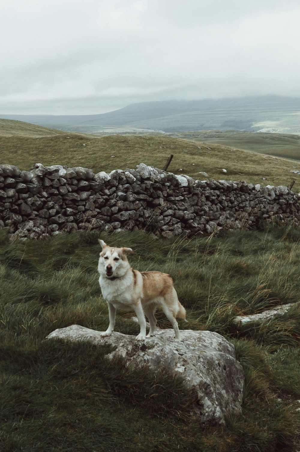 a dog standing on a rock in a field