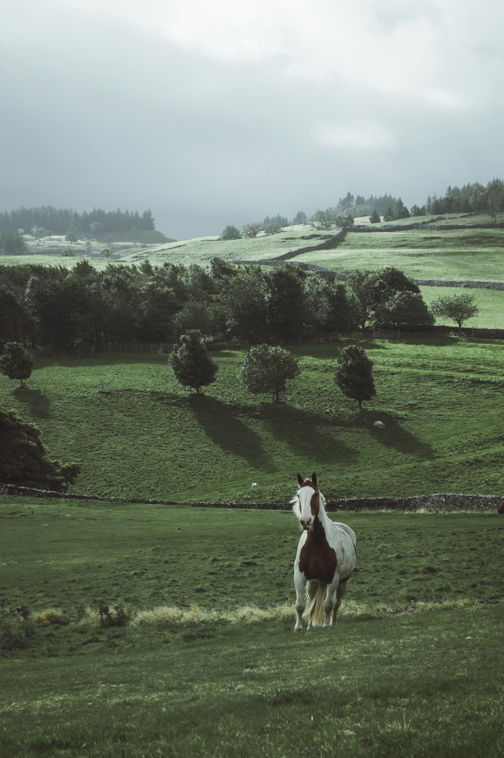 Ein braun-weißes Pferd steht auf einem üppigen grünen Feld