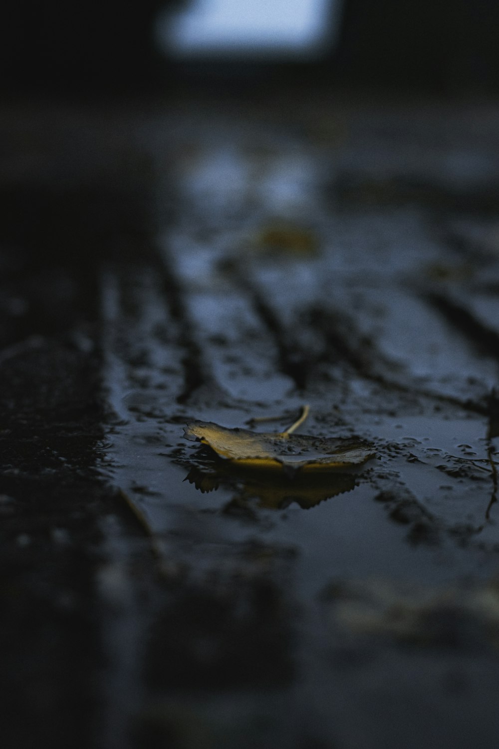 a yellow leaf on the ground in the rain