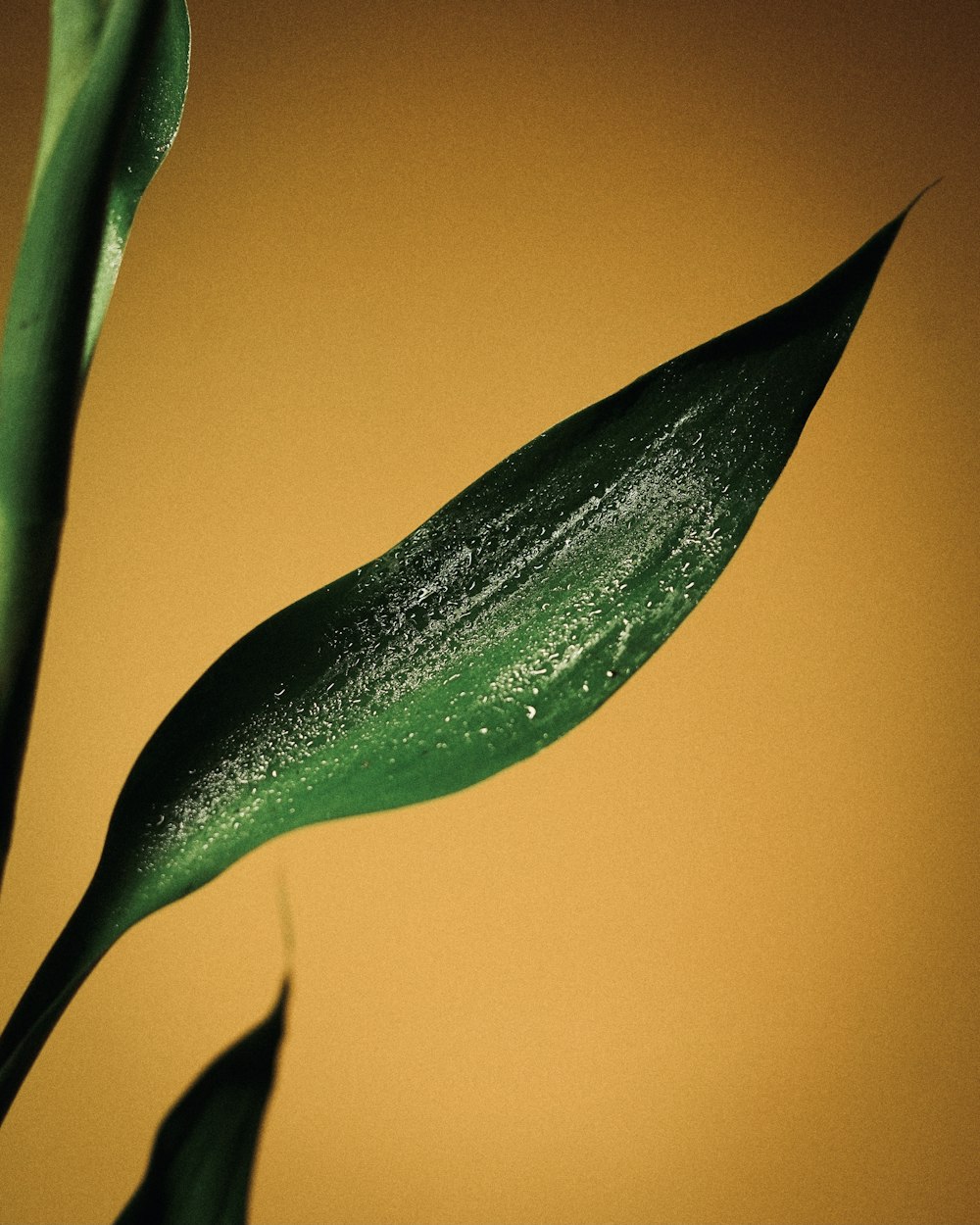 a close up of a green plant with water droplets on it