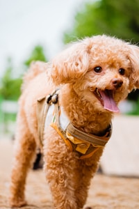 A fluffy brown poodle wearing a light brown harness stands on a sandy surface. The dog has a happy expression with its tongue out, and lush greenery can be seen in the blurred background.