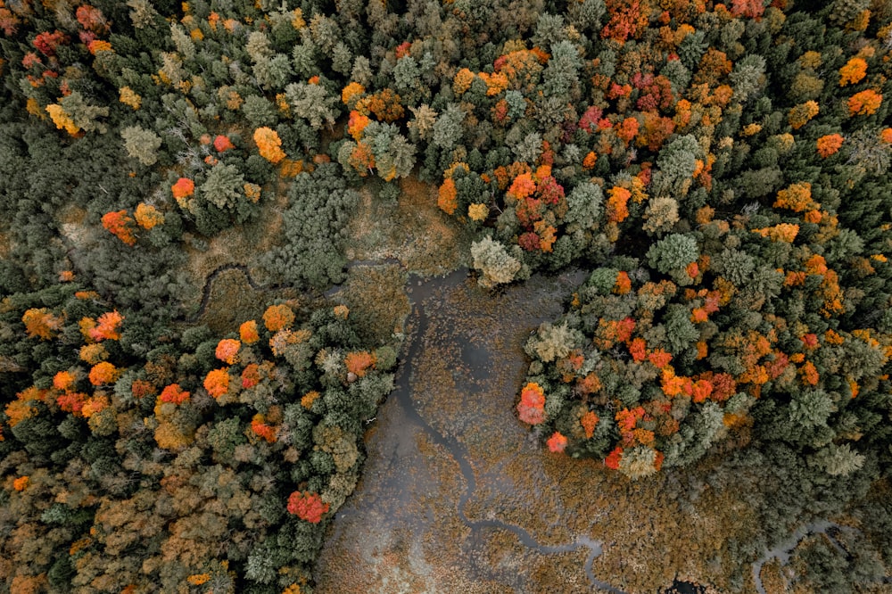 an aerial view of a river surrounded by trees