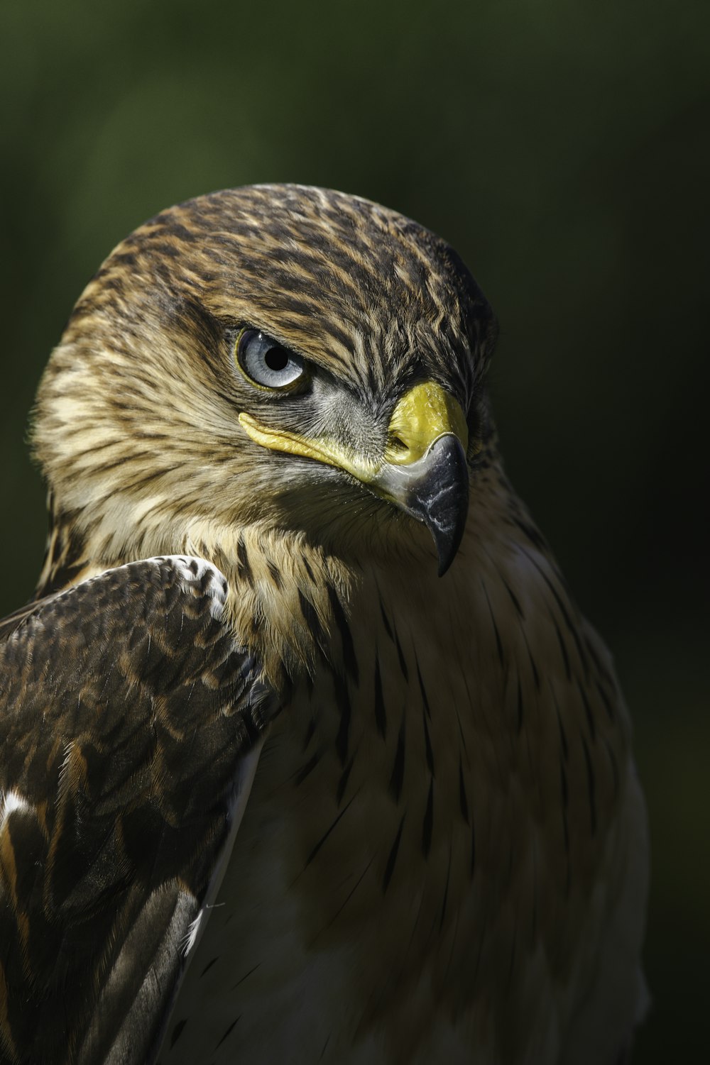 a close up of a bird of prey